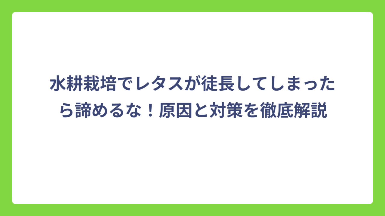 水耕栽培でレタスが徒長してしまったら諦めるな！原因と対策を徹底解説