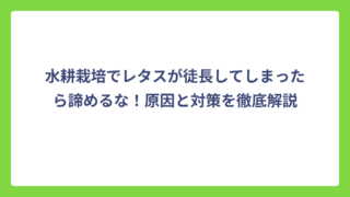 水耕栽培でレタスが徒長してしまったら諦めるな！原因と対策を徹底解説