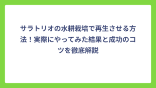 サラトリオの水耕栽培で再生させる方法！実際にやってみた結果と成功のコツを徹底解説