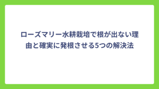 ローズマリー水耕栽培で根が出ない理由と確実に発根させる5つの解決法