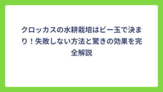 クロッカスの水耕栽培はビー玉で決まり！失敗しない方法と驚きの効果を完全解説