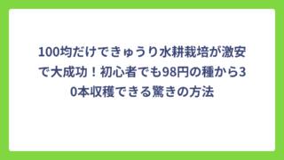 100均だけできゅうり水耕栽培が激安で大成功！初心者でも98円の種から30本収穫できる驚きの方法