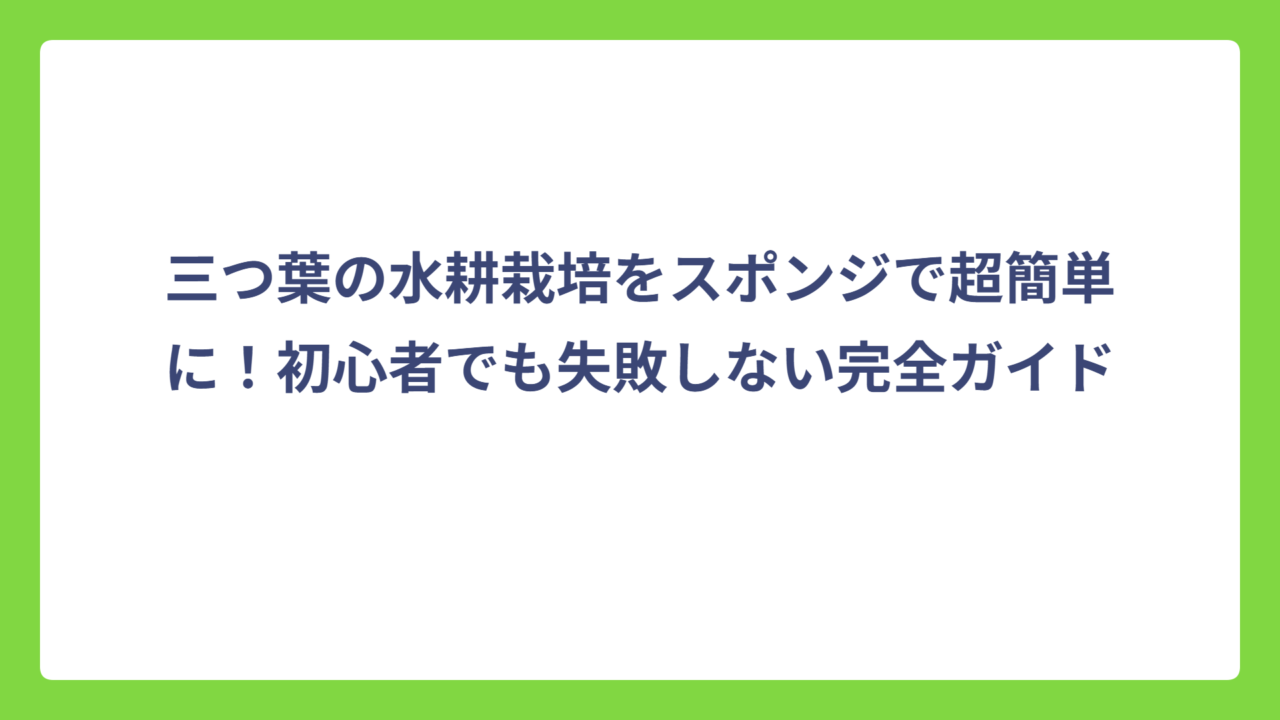 三つ葉の水耕栽培をスポンジで超簡単に！初心者でも失敗しない完全ガイド