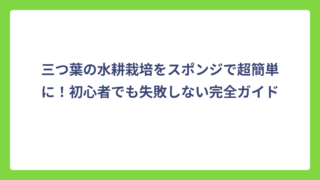 三つ葉の水耕栽培をスポンジで超簡単に！初心者でも失敗しない完全ガイド