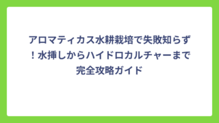 アロマティカス水耕栽培で失敗知らず！水挿しからハイドロカルチャーまで完全攻略ガイド