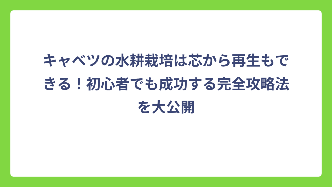 キャベツの水耕栽培は芯から再生もできる！初心者でも成功する完全攻略法を大公開