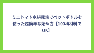 ミニトマト水耕栽培でペットボトルを使った超簡単な始め方【100均材料でOK】
