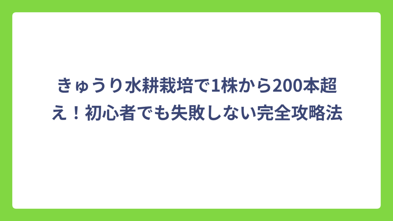 きゅうり水耕栽培で1株から200本超え！初心者でも失敗しない完全攻略法