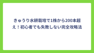 きゅうり水耕栽培で1株から200本超え！初心者でも失敗しない完全攻略法