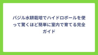 バジル水耕栽培でハイドロボールを使って驚くほど簡単に室内で育てる完全ガイド