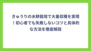 きゅうりの水耕栽培で大量収穫を実現！初心者でも失敗しないコツと具体的な方法を徹底解説