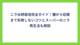 ニラ水耕栽培完全ガイド！種から収穫まで失敗しないコツとスーパーのニラ再生法も解説