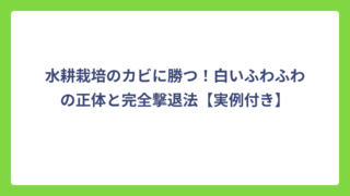 水耕栽培のカビに勝つ！白いふわふわの正体と完全撃退法【実例付き】