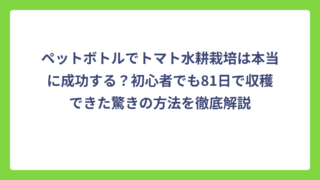 ペットボトルでトマト水耕栽培は本当に成功する？初心者でも81日で収穫できた驚きの方法を徹底解説