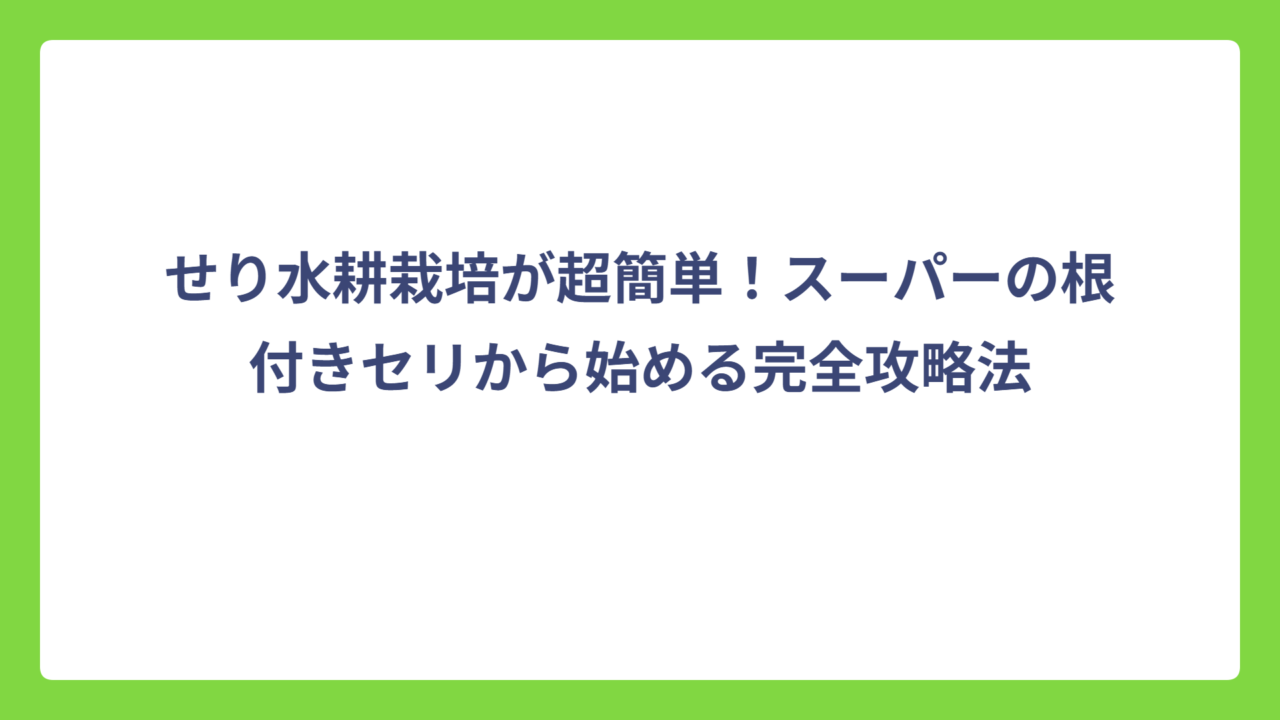 せり水耕栽培が超簡単！スーパーの根付きセリから始める完全攻略法