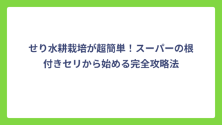 せり水耕栽培が超簡単！スーパーの根付きセリから始める完全攻略法