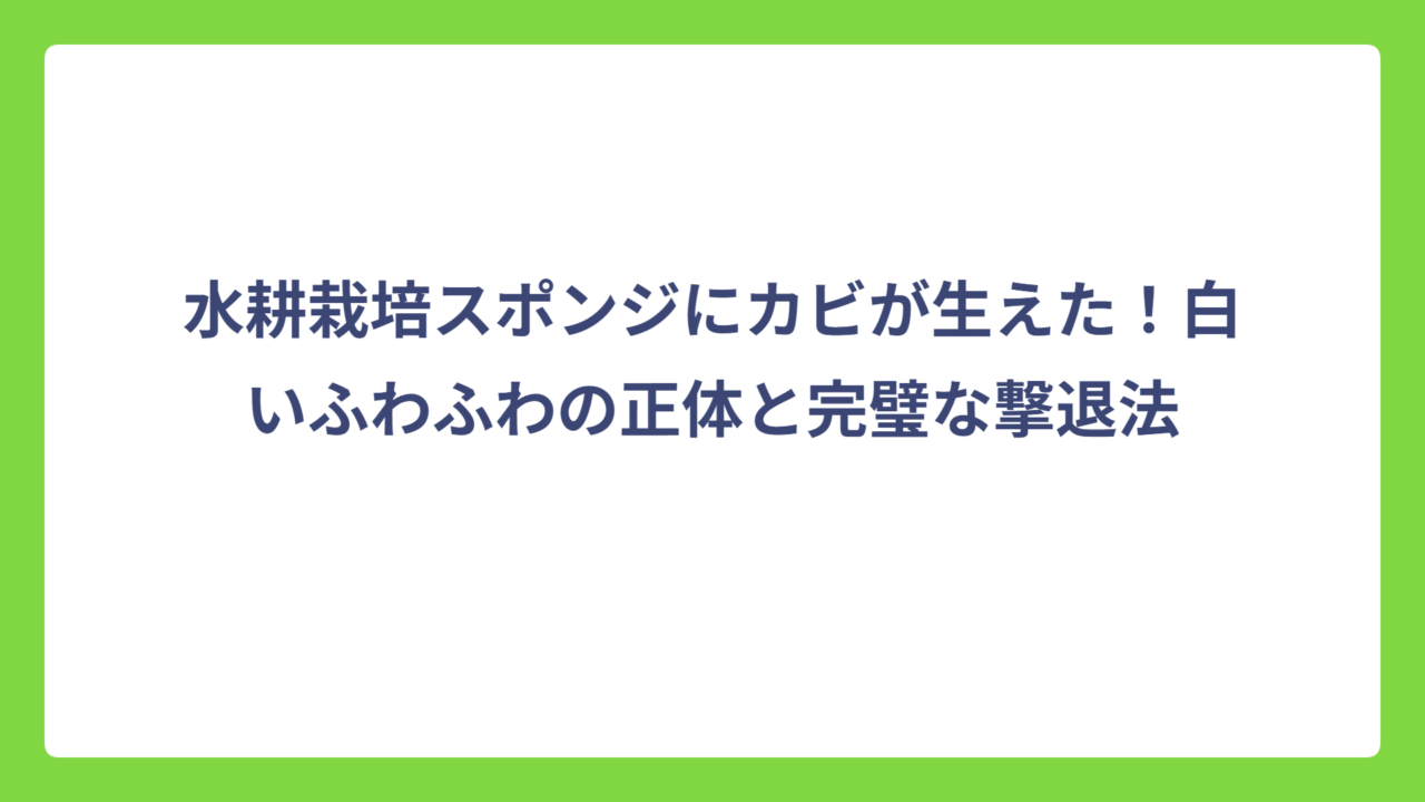 水耕栽培スポンジにカビが生えた！白いふわふわの正体と完璧な撃退法
