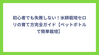 初心者でも失敗しない！水耕栽培セロリの育て方完全ガイド【ペットボトルで簡単栽培】