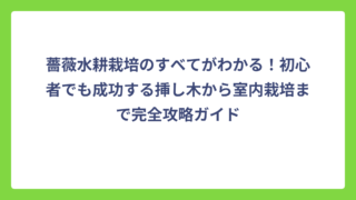 薔薇水耕栽培のすべてがわかる！初心者でも成功する挿し木から室内栽培まで完全攻略ガイド