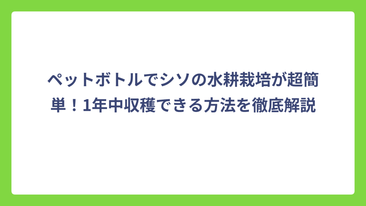 ペットボトルでシソの水耕栽培が超簡単！1年中収穫できる方法を徹底解説