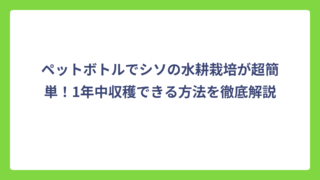 ペットボトルでシソの水耕栽培が超簡単！1年中収穫できる方法を徹底解説