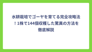 水耕栽培でゴーヤを育てる完全攻略法！1株で144個収穫した驚異の方法を徹底解説