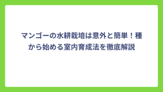 マンゴーの水耕栽培は意外と簡単！種から始める室内育成法を徹底解説