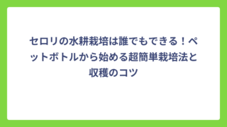 セロリの水耕栽培は誰でもできる！ペットボトルから始める超簡単栽培法と収穫のコツ
