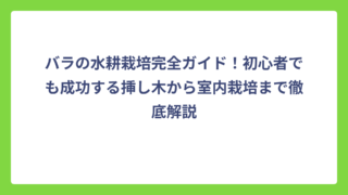 バラの水耕栽培完全ガイド！初心者でも成功する挿し木から室内栽培まで徹底解説