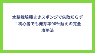 水耕栽培種まきスポンジで失敗知らず！初心者でも発芽率90%超えの完全攻略法