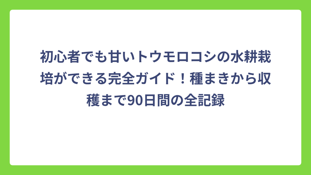 初心者でも甘いトウモロコシの水耕栽培ができる完全ガイド！種まきから収穫まで90日間の全記録