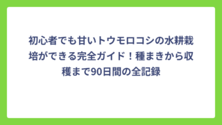 初心者でも甘いトウモロコシの水耕栽培ができる完全ガイド！種まきから収穫まで90日間の全記録