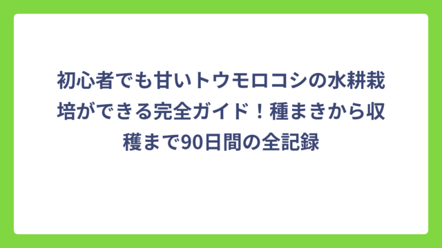 初心者でも甘いトウモロコシの水耕栽培ができる完全ガイド！種まきから収穫まで90日間の全記録