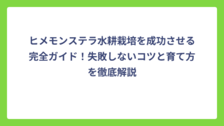 ヒメモンステラ水耕栽培を成功させる完全ガイド！失敗しないコツと育て方を徹底解説