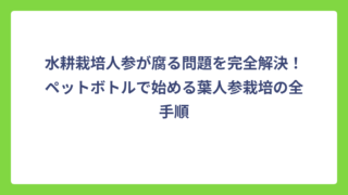 水耕栽培人参が腐る問題を完全解決！ペットボトルで始める葉人参栽培の全手順