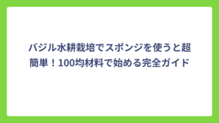 バジル水耕栽培でスポンジを使うと超簡単！100均材料で始める完全ガイド