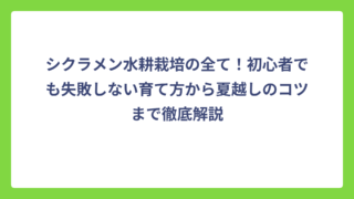 シクラメン水耕栽培の全て！初心者でも失敗しない育て方から夏越しのコツまで徹底解説
