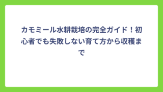 カモミール水耕栽培の完全ガイド！初心者でも失敗しない育て方から収穫まで