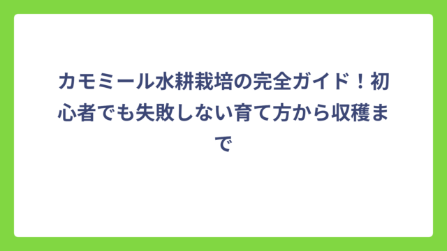 カモミール水耕栽培の完全ガイド！初心者でも失敗しない育て方から収穫まで