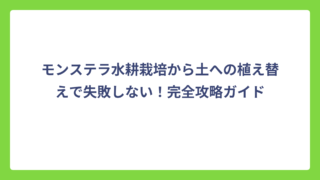 モンステラ水耕栽培から土への植え替えで失敗しない！完全攻略ガイド