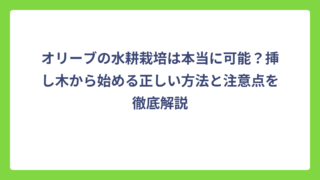 オリーブの水耕栽培は本当に可能？挿し木から始める正しい方法と注意点を徹底解説