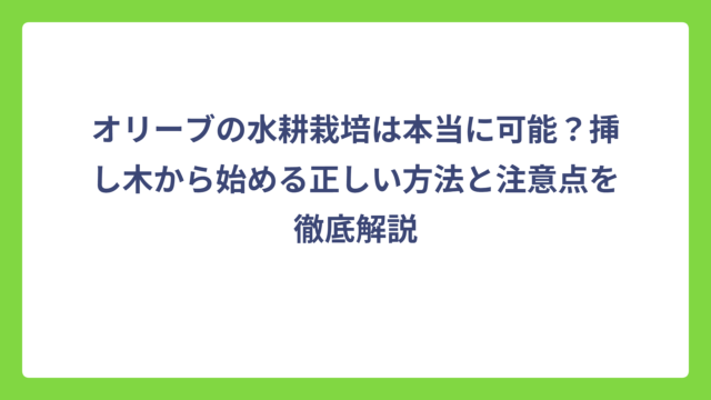 オリーブの水耕栽培は本当に可能？挿し木から始める正しい方法と注意点を徹底解説