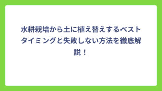 水耕栽培から土に植え替えするベストタイミングと失敗しない方法を徹底解説！