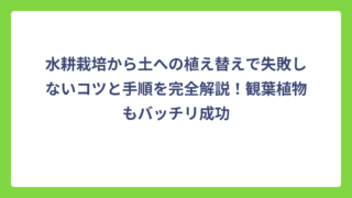 水耕栽培から土への植え替えで失敗しないコツと手順を完全解説！観葉植物もバッチリ成功