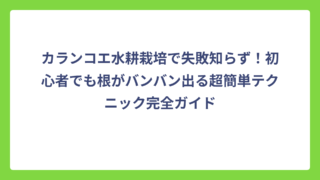 カランコエ水耕栽培で失敗知らず！初心者でも根がバンバン出る超簡単テクニック完全ガイド