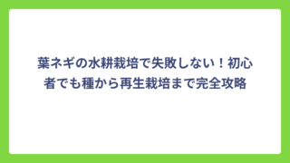 葉ネギの水耕栽培で失敗しない！初心者でも種から再生栽培まで完全攻略
