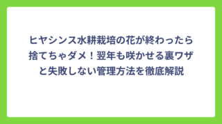 ヒヤシンス水耕栽培の花が終わったら捨てちゃダメ！翌年も咲かせる裏ワザと失敗しない管理方法を徹底解説