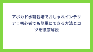アボカド水耕栽培でおしゃれインテリア！初心者でも簡単にできる方法とコツを徹底解説