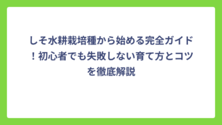 しそ水耕栽培種から始める完全ガイド！初心者でも失敗しない育て方とコツを徹底解説