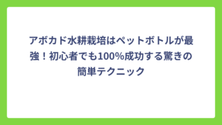 アボカド水耕栽培はペットボトルが最強！初心者でも100％成功する驚きの簡単テクニック